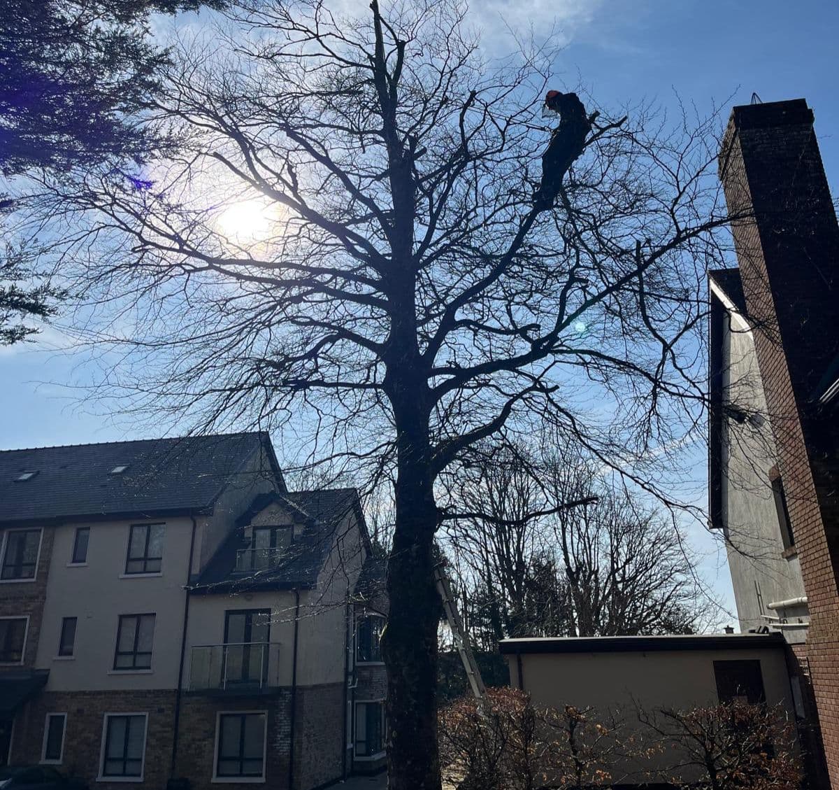 Arborist conducting aerial tree inspection