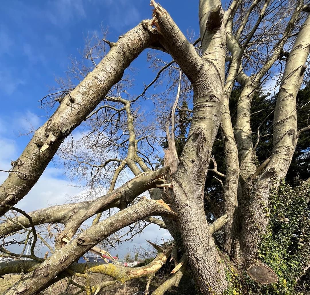 Broken tree branch hazard