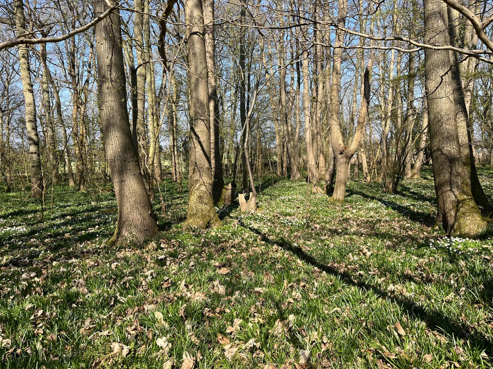 Tree Inventory and Management Plans