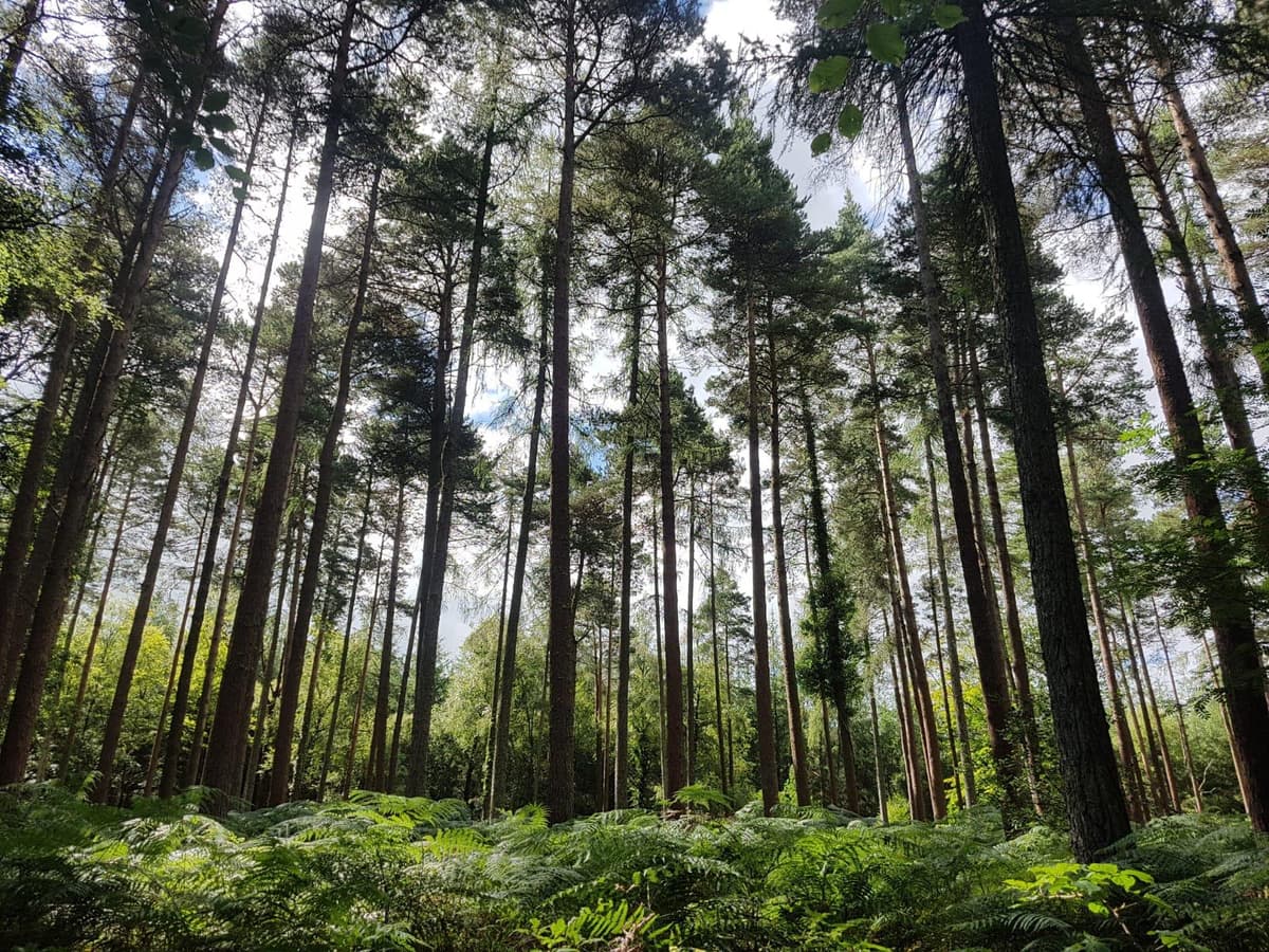 Forest scene representing arboricultural consultancy