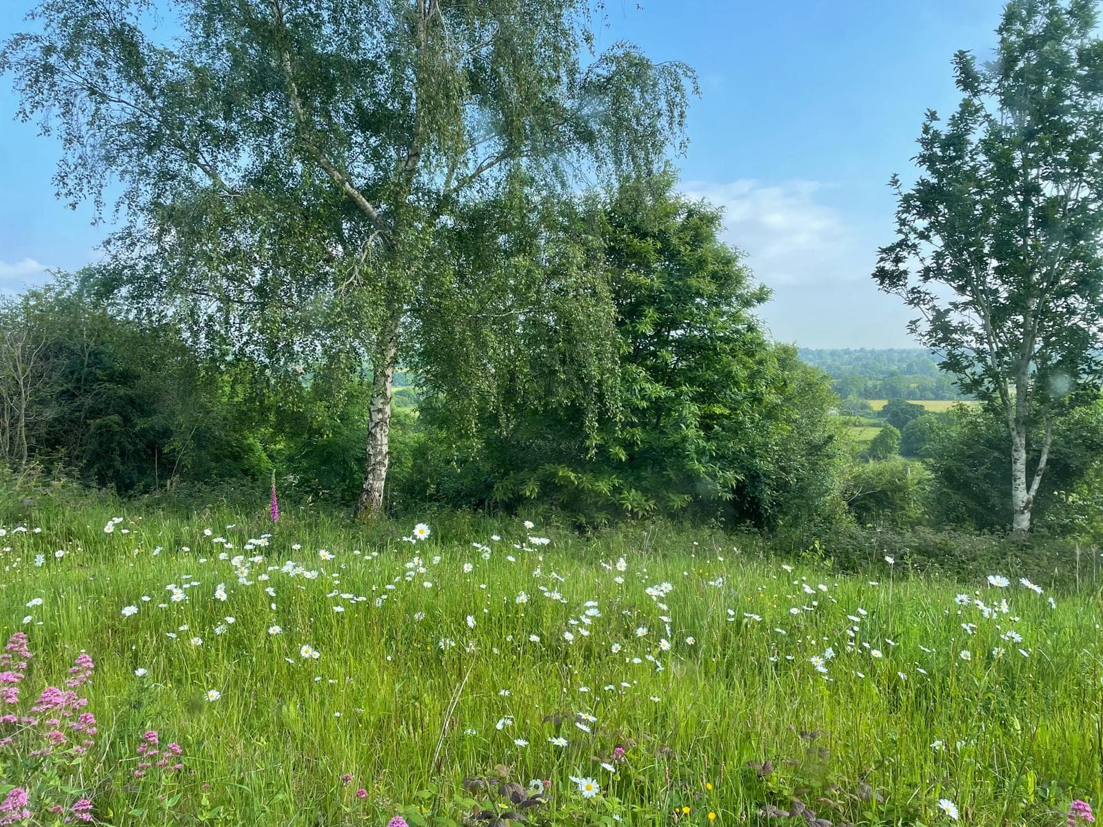 Meadow with trees on development site