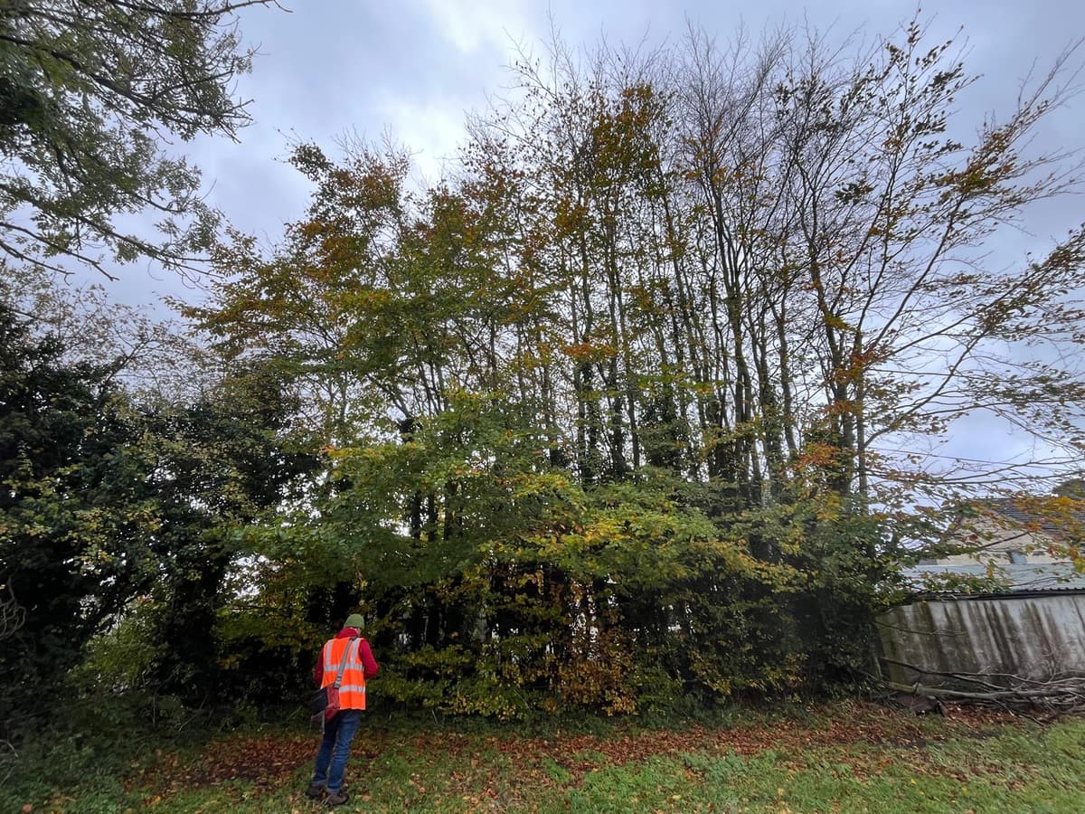 Arboricultural consultant at work