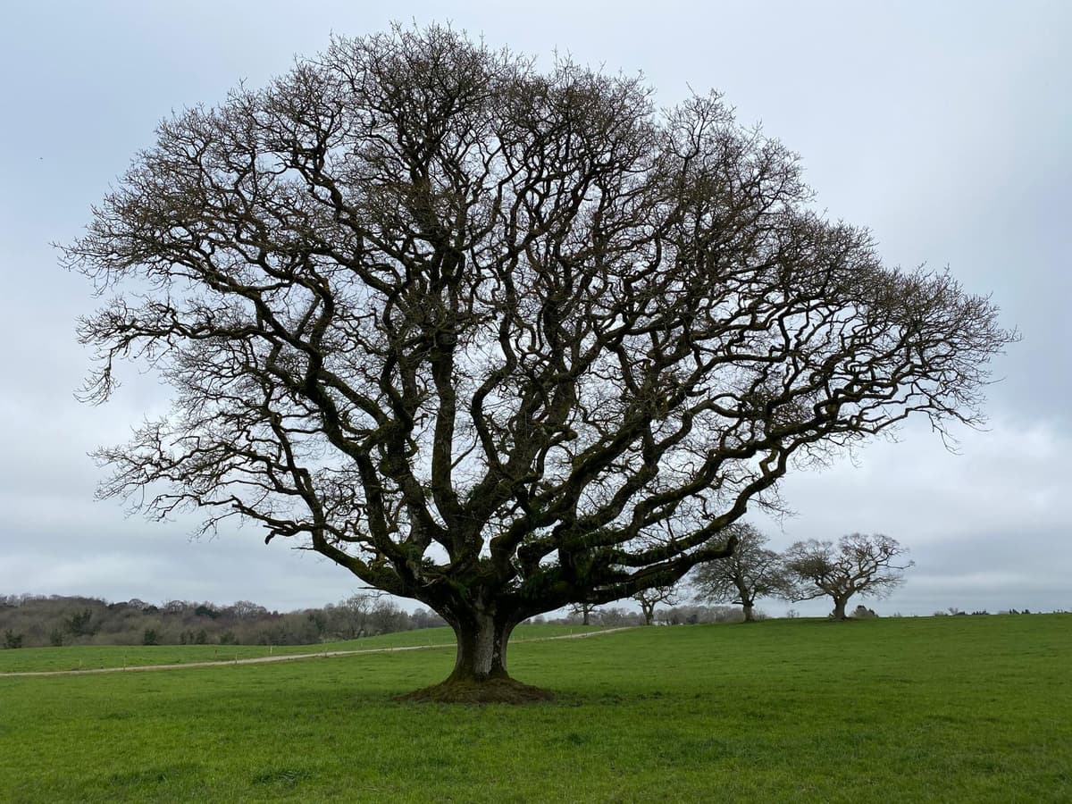 Tree in a field