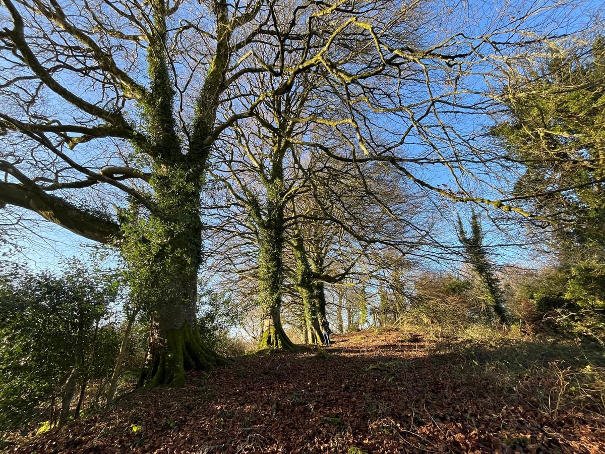 Tree inventory survey on site