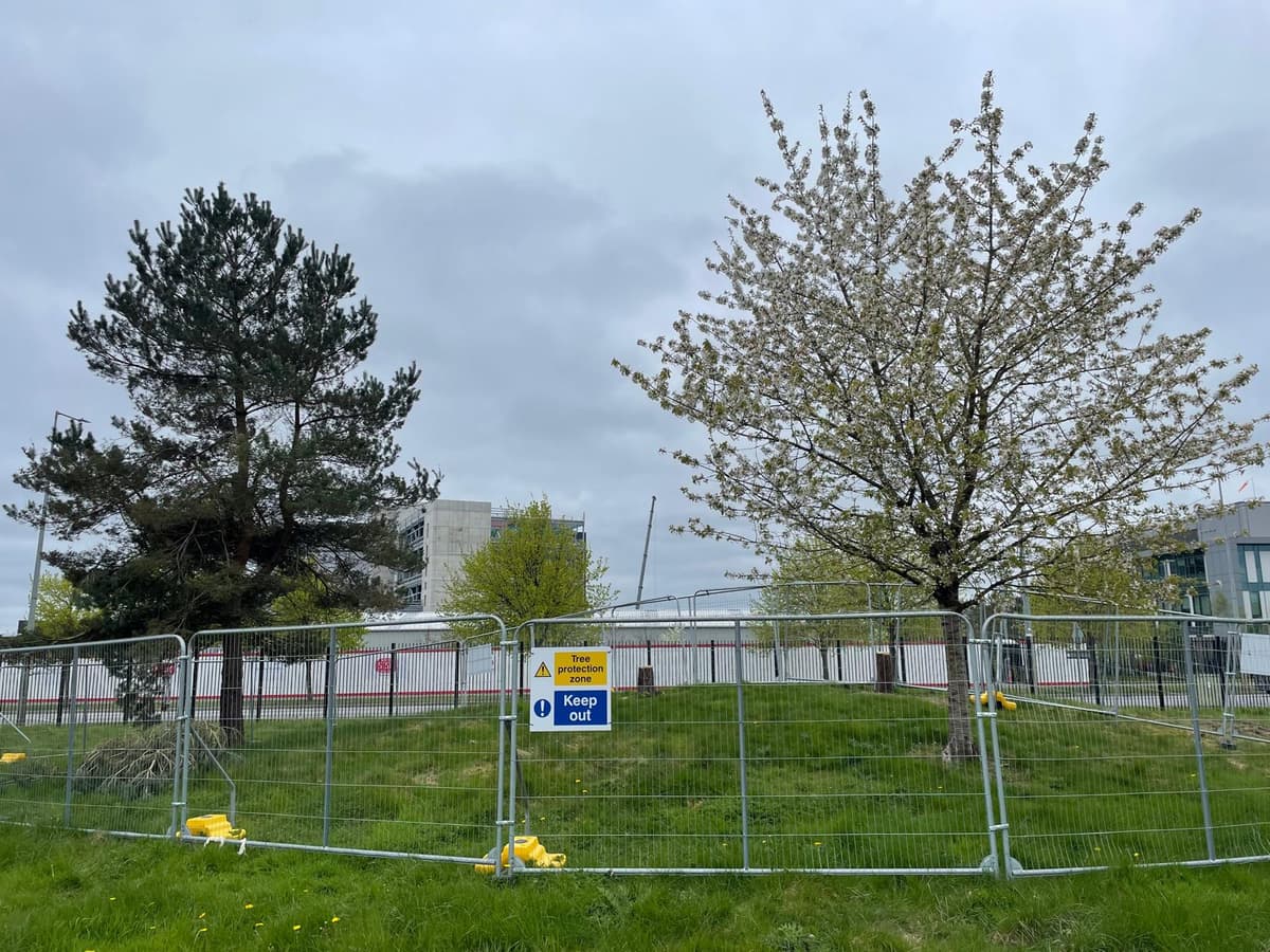 Tree protection on construction site