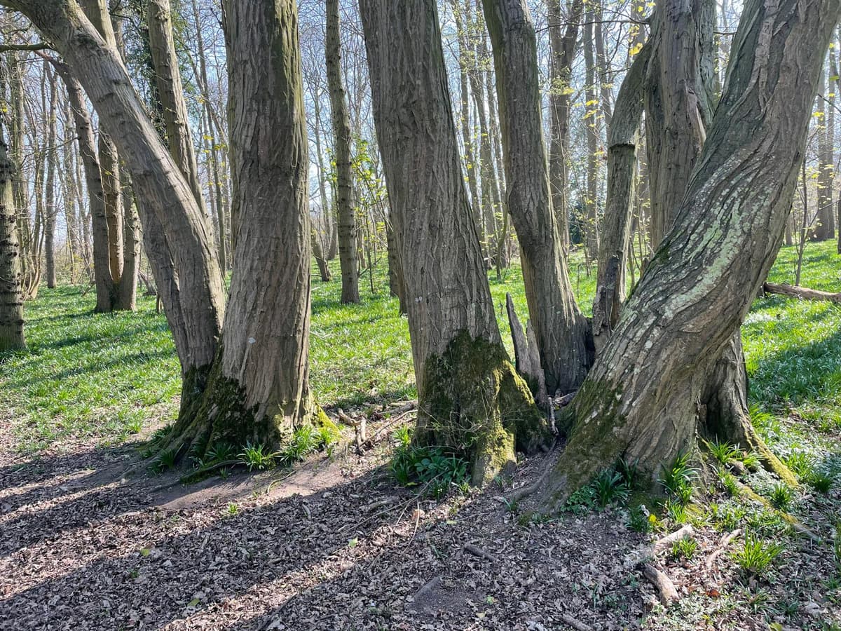 Tree trunks on development site
