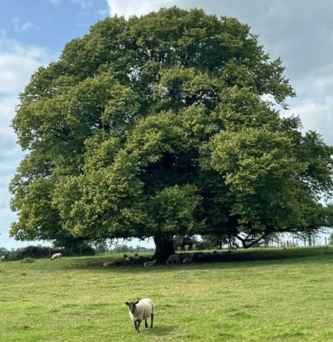 Tree in a field with sheep